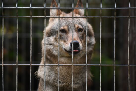Центр передержки диких животных
