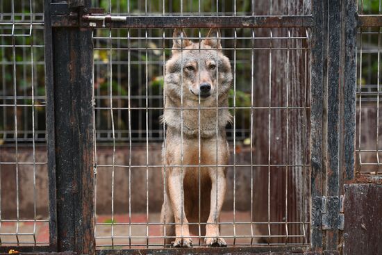 Центр передержки диких животных