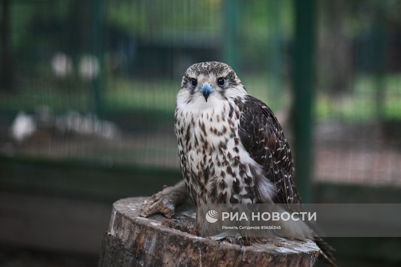 Центр передержки диких животных