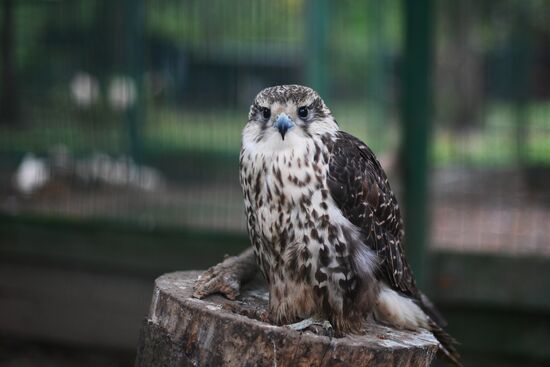 Центр передержки диких животных