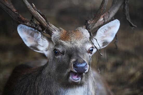 Центр передержки диких животных