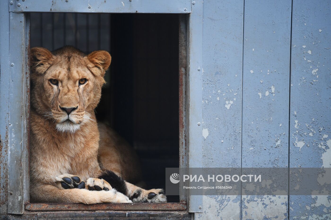 Центр передержки диких животных