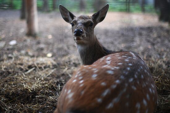 Центр передержки диких животных