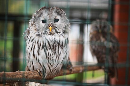 Центр передержки диких животных