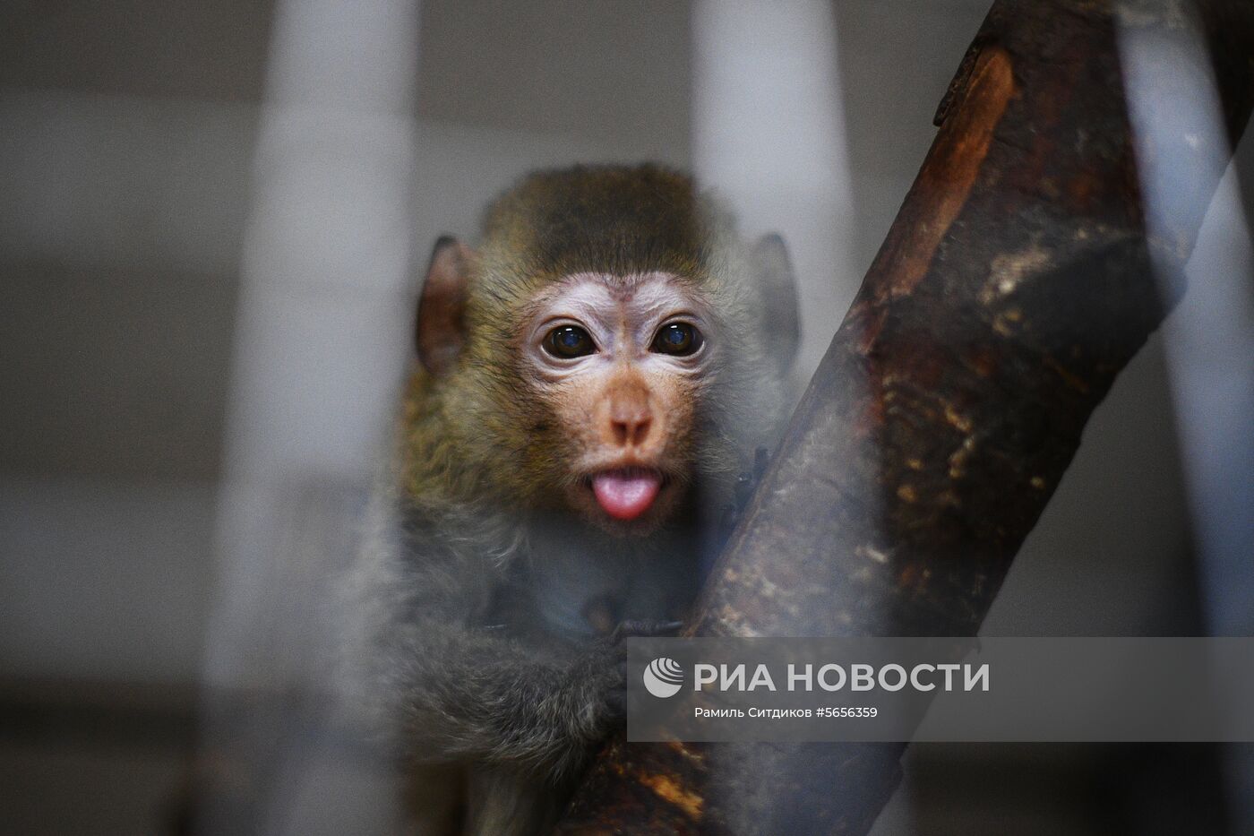 Центр передержки диких животных