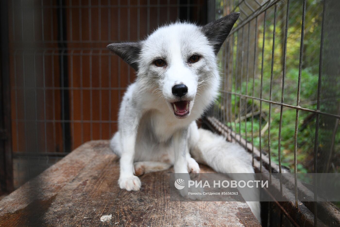 Центр передержки диких животных