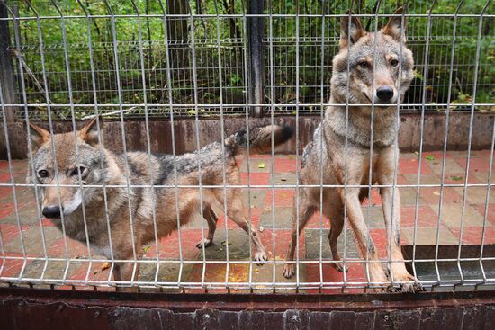 Центр передержки диких животных