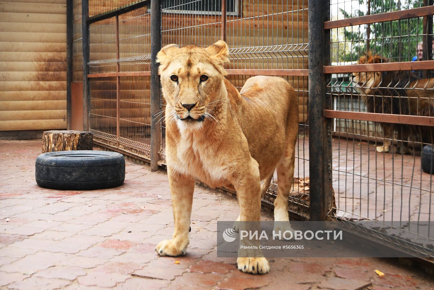 Центр передержки диких животных