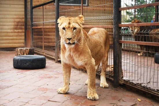 Центр передержки диких животных