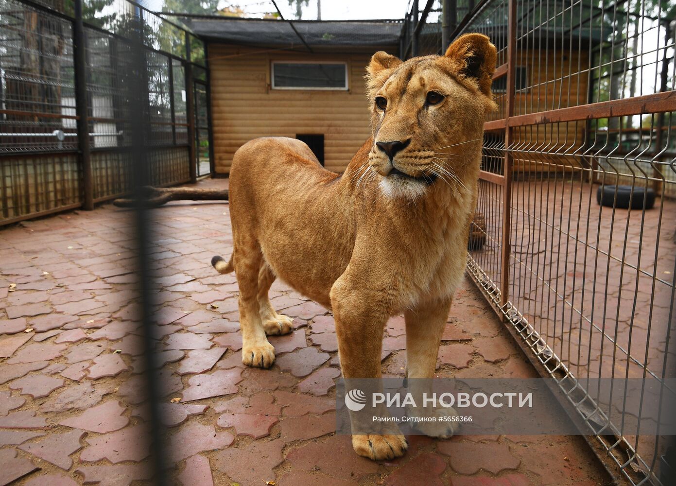 Центр передержки диких животных