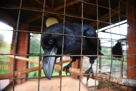 Центр передержки диких животных