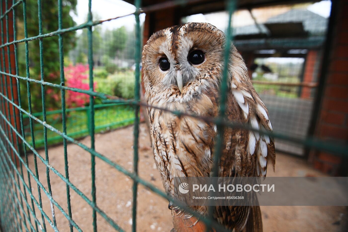 Центр передержки диких животных