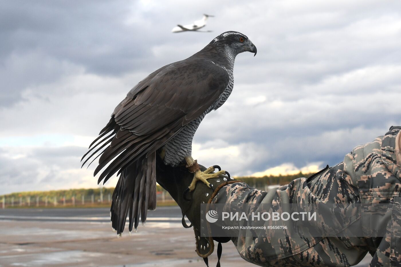 Орнитологическая служба аэропорта "Домодедово"