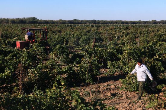 Сбор урожая винограда в Ставропольском крае 