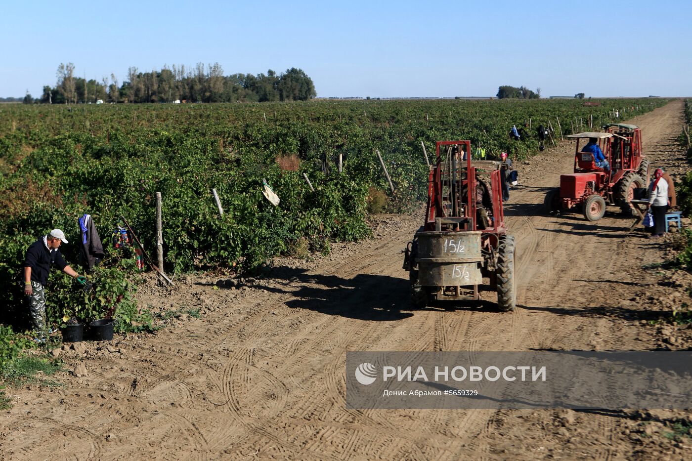 Сбор урожая винограда в Ставропольском крае 