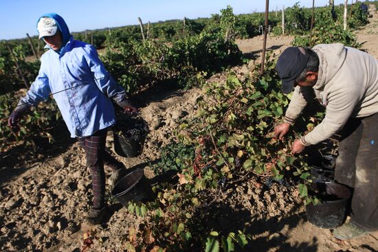 Сбор урожая винограда в Ставропольском крае 