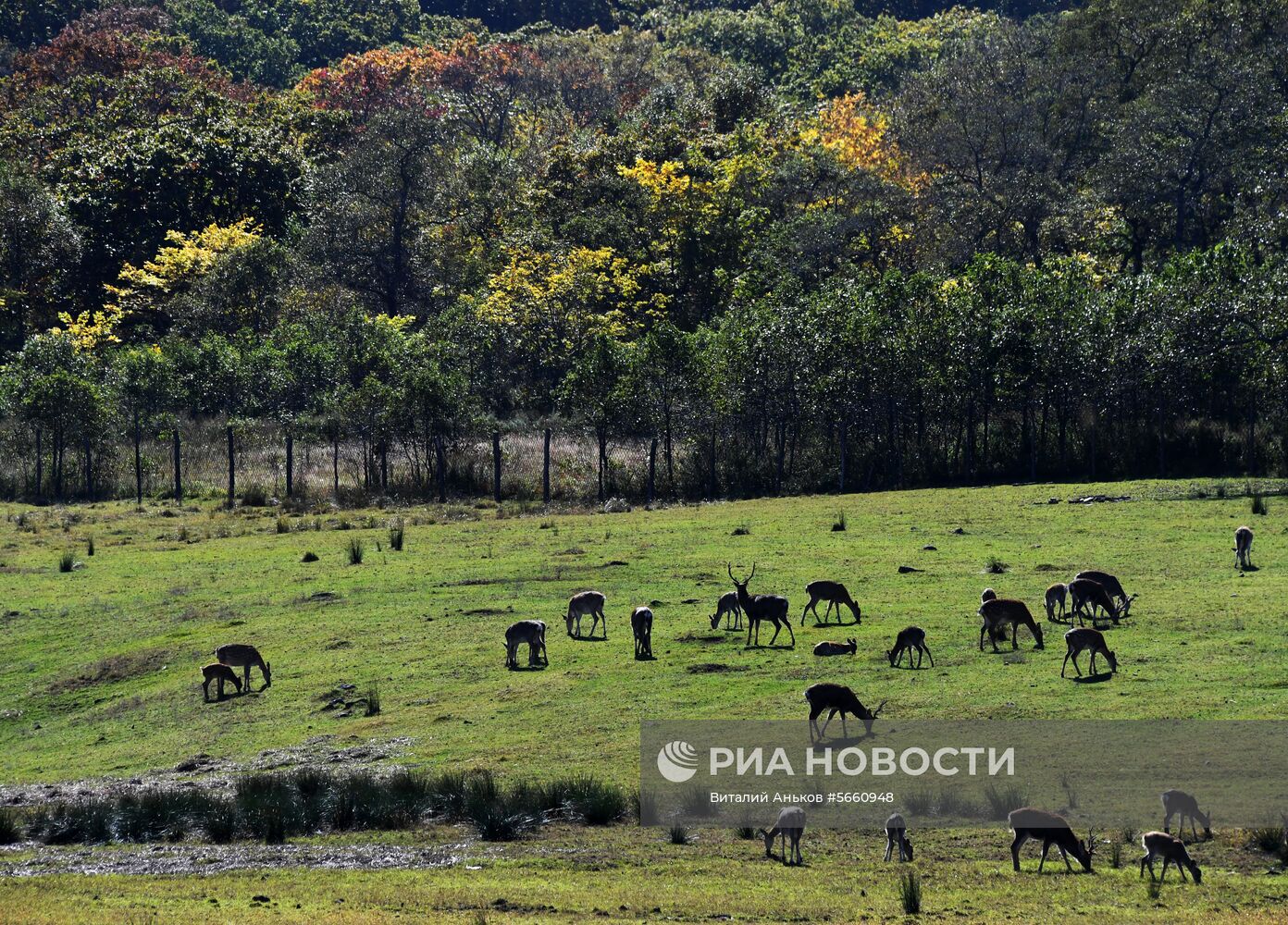Осень в экопарке "Леопарды на Гамова" в Приморском крае