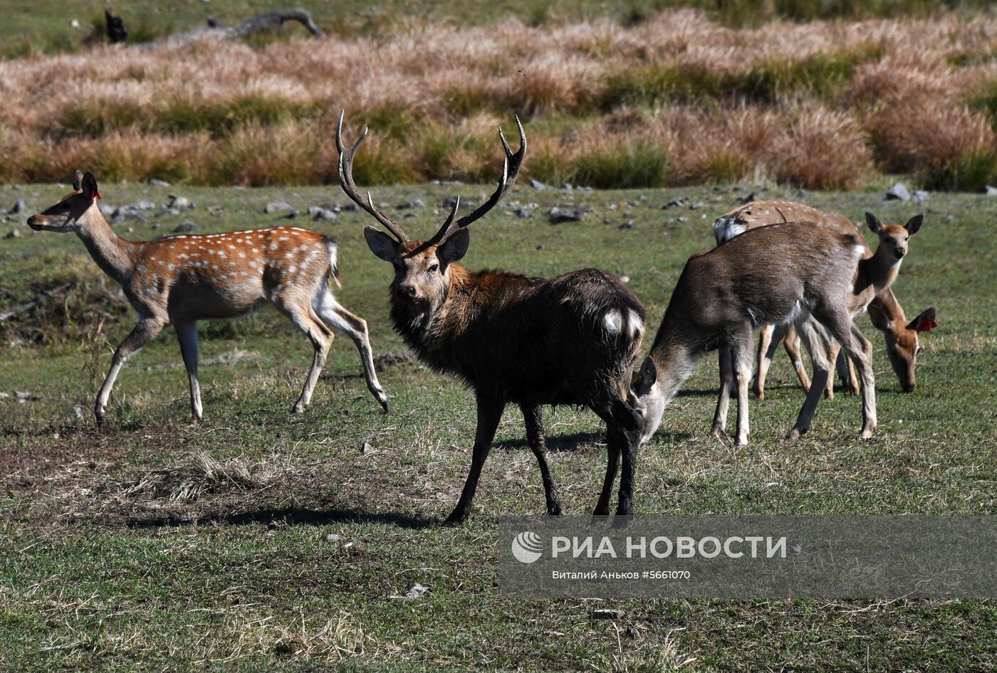 Осень в экопарке "Леопарды на Гамова" в Приморском крае