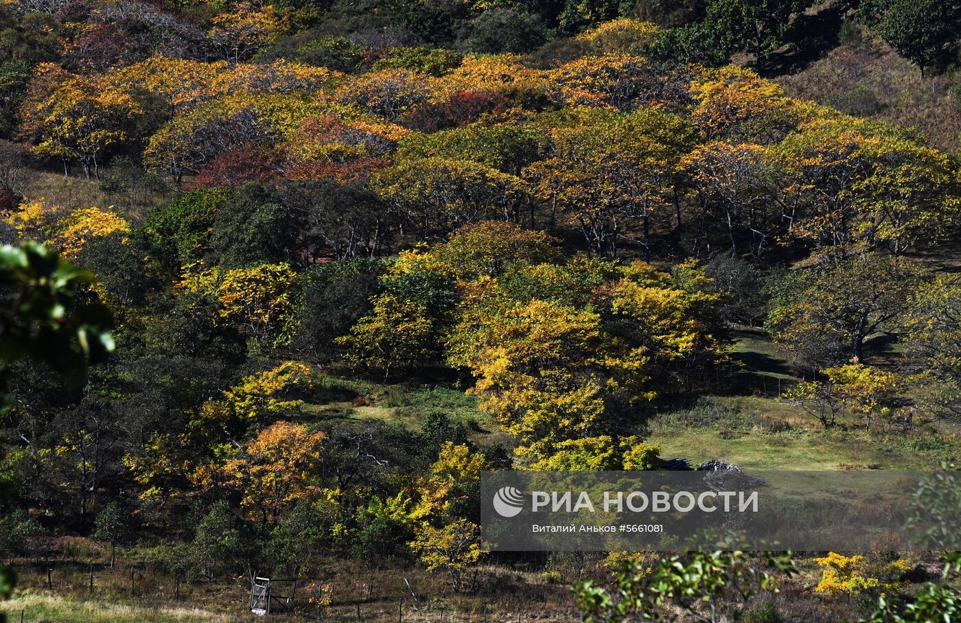 Осень в экопарке "Леопарды на Гамова" в Приморском крае