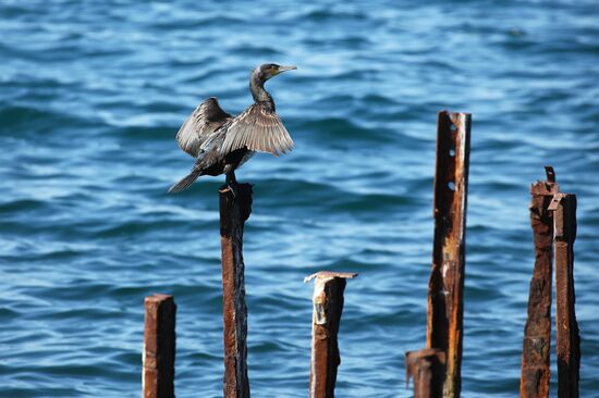 Регионы России. Краснодарский край