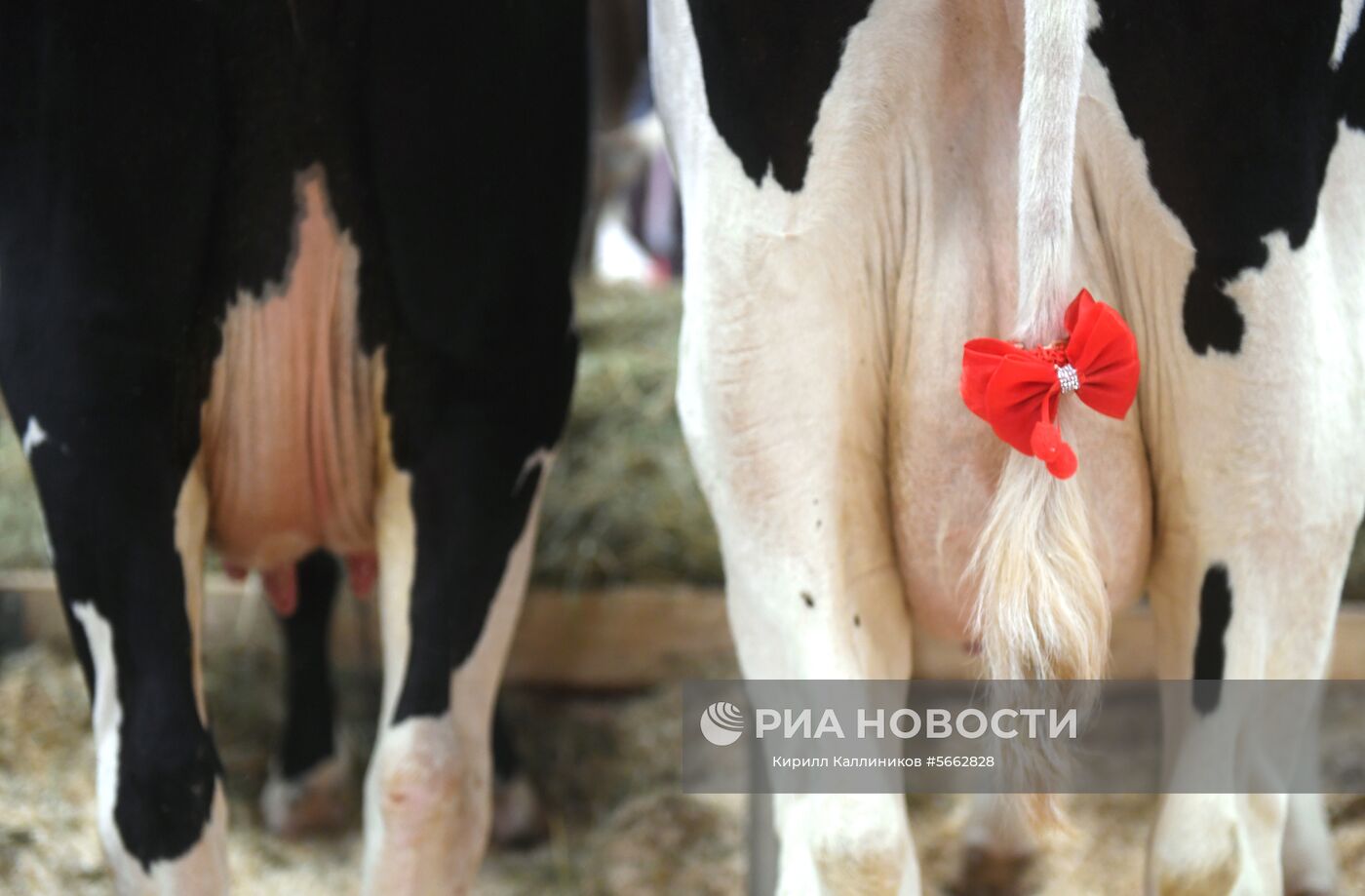 Открытие агропромышленной выставки "Золотая осень"