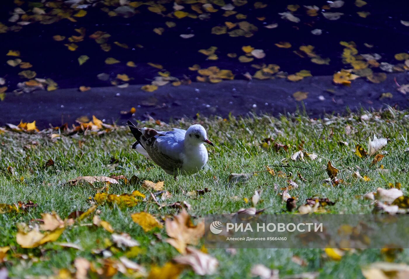 Осень в Санкт-Петербурге