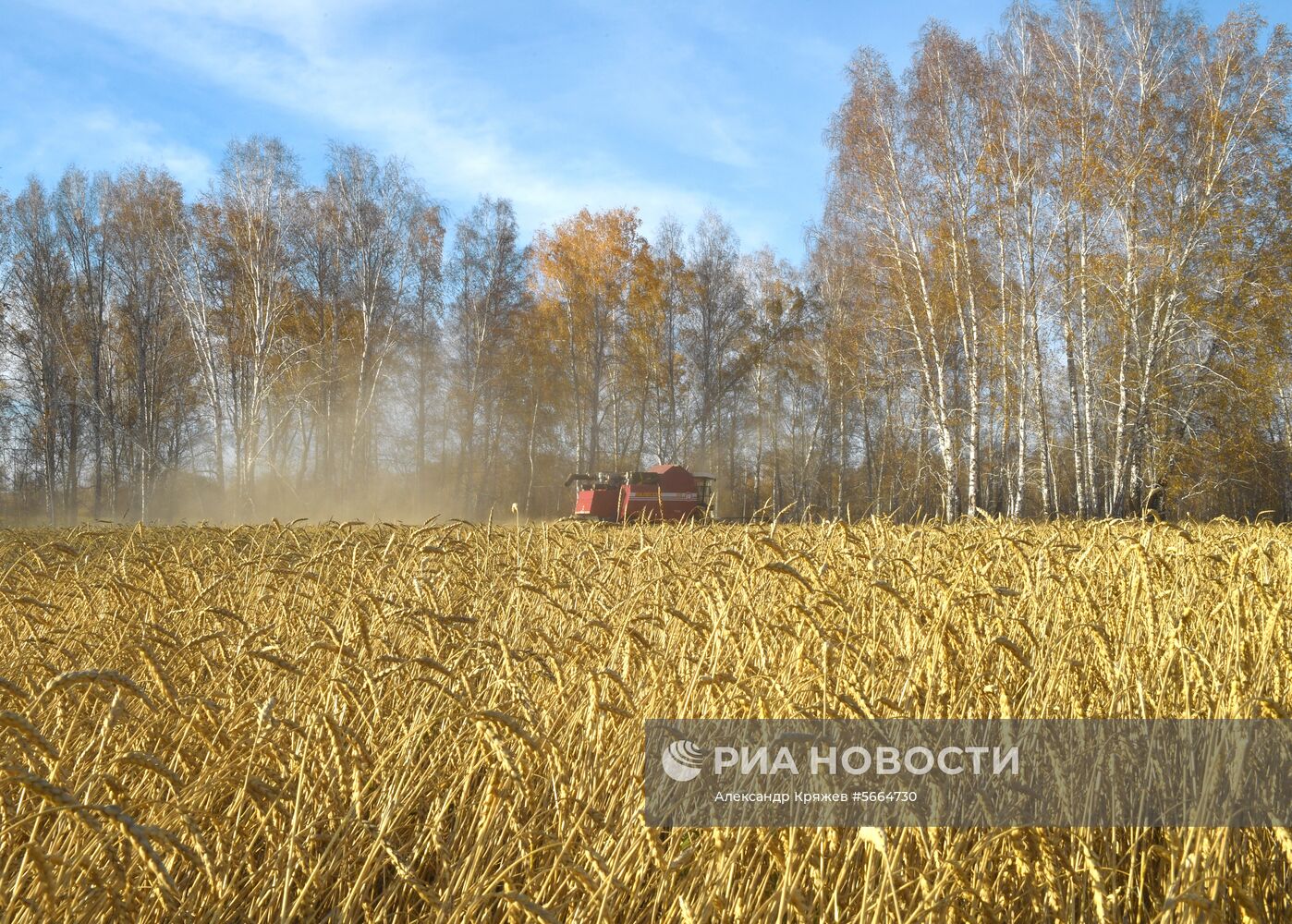 Уборка зерновых в Новосибирской области