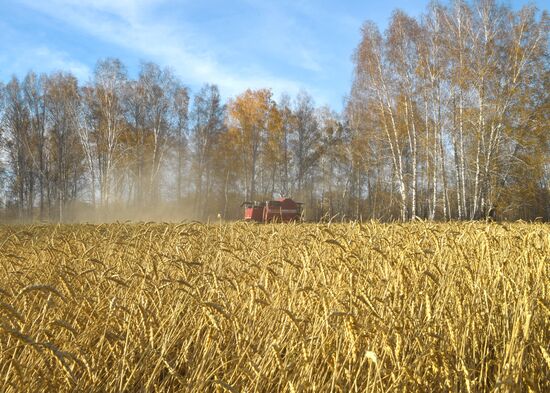 Уборка зерновых в Новосибирской области