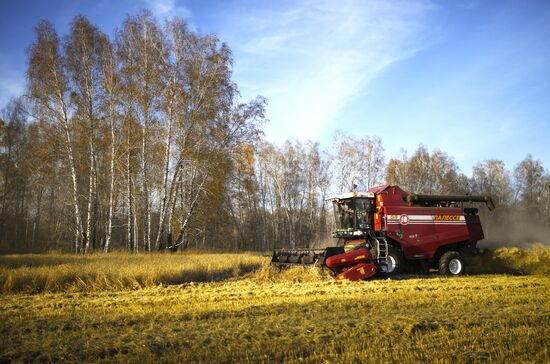 Уборка зерновых в Новосибирской области