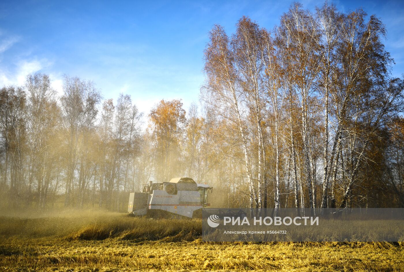 Уборка зерновых в Новосибирской области