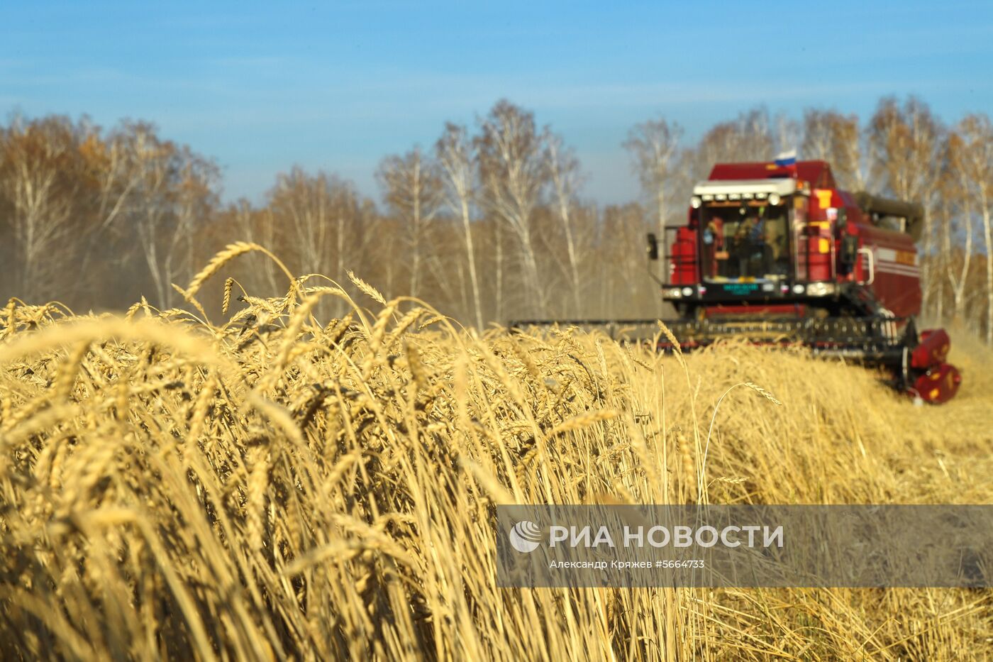 Уборка зерновых в Новосибирской области