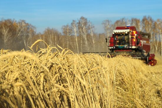 Уборка зерновых в Новосибирской области
