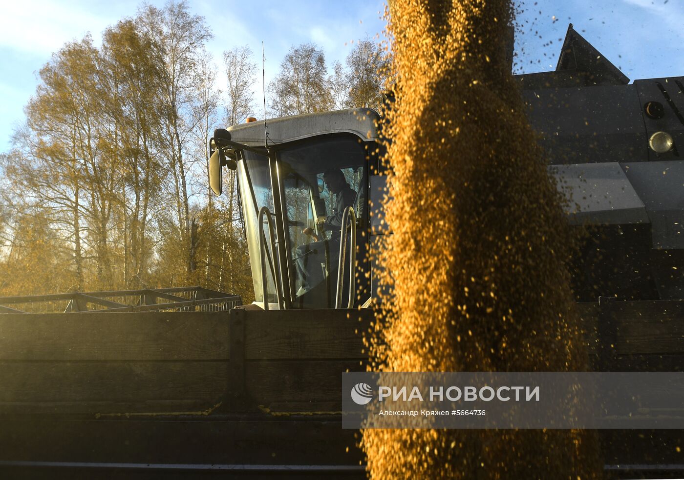 Уборка зерновых в Новосибирской области