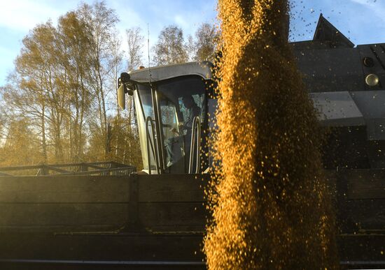 Уборка зерновых в Новосибирской области