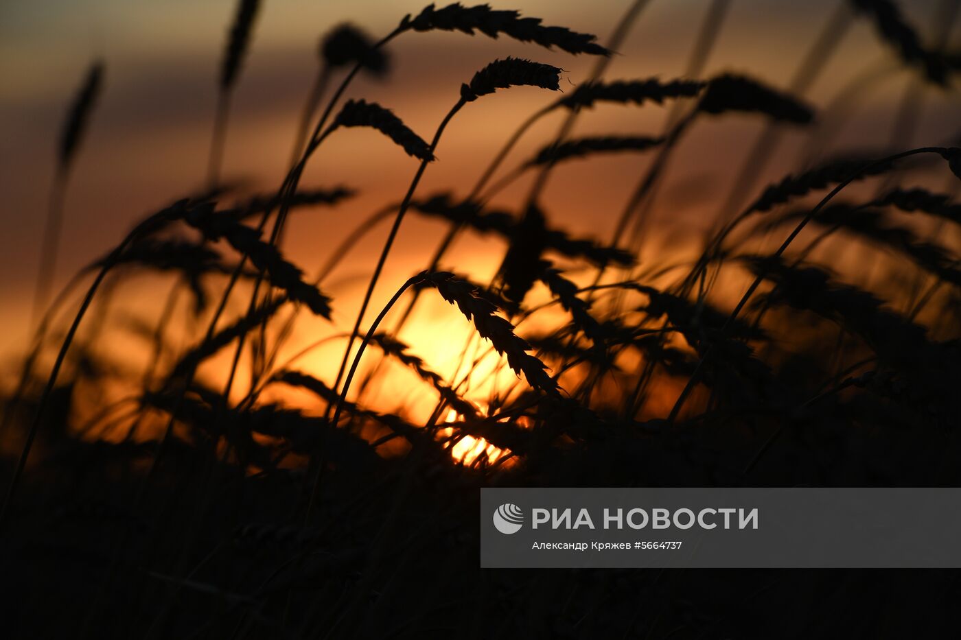 Уборка зерновых в Новосибирской области