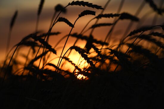 Уборка зерновых в Новосибирской области