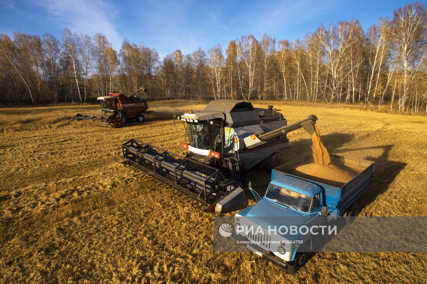 Уборка зерновых в Новосибирской области