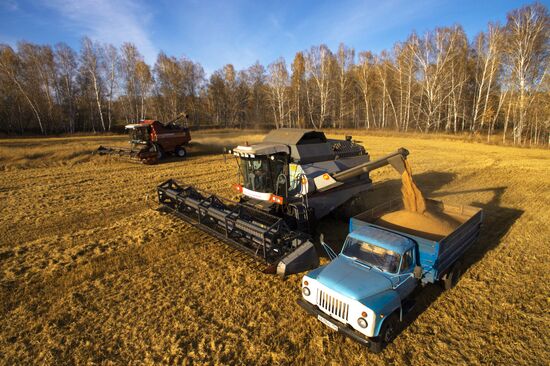 Уборка зерновых в Новосибирской области