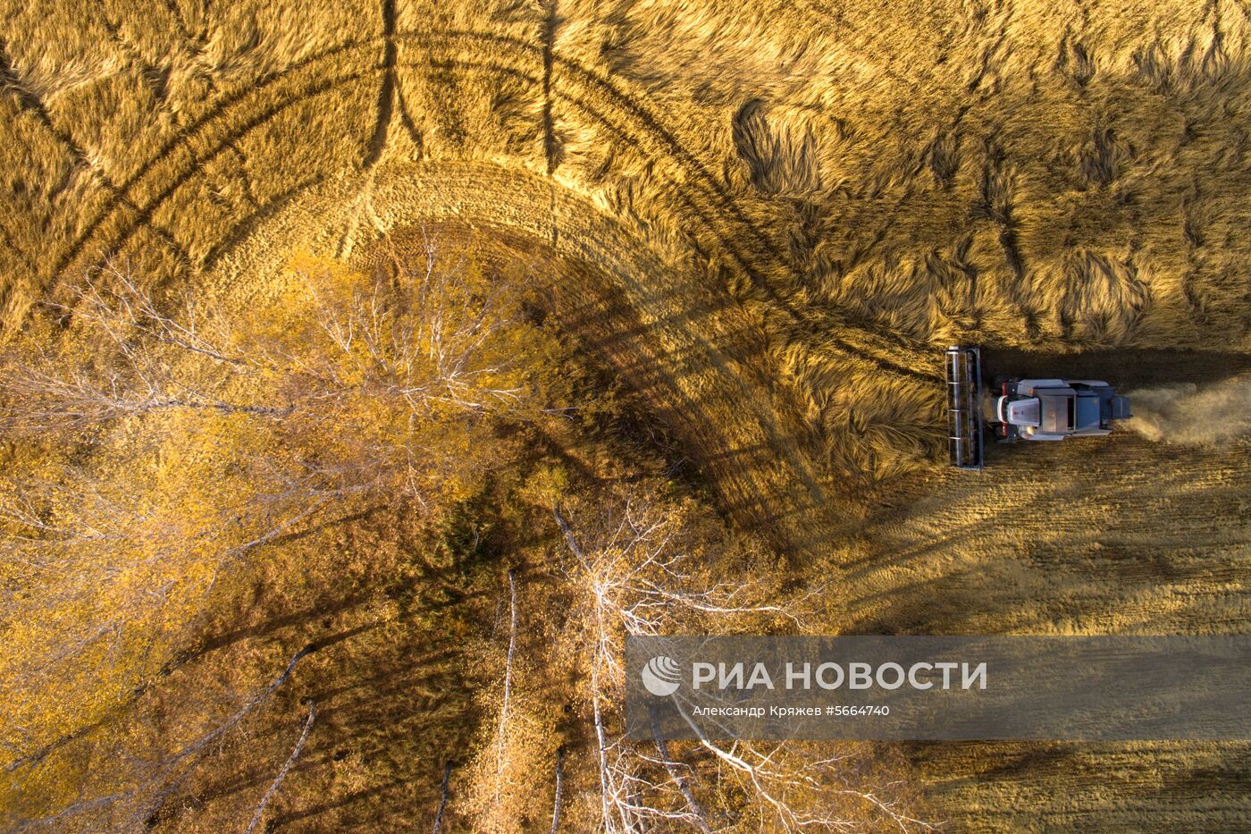 Уборка зерновых в Новосибирской области