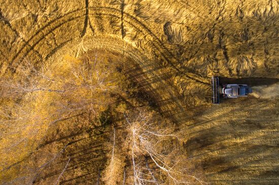 Уборка зерновых в Новосибирской области