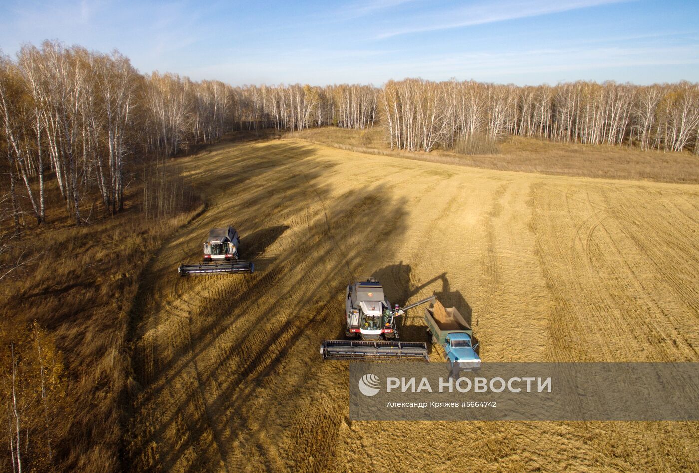 Уборка зерновых в Новосибирской области