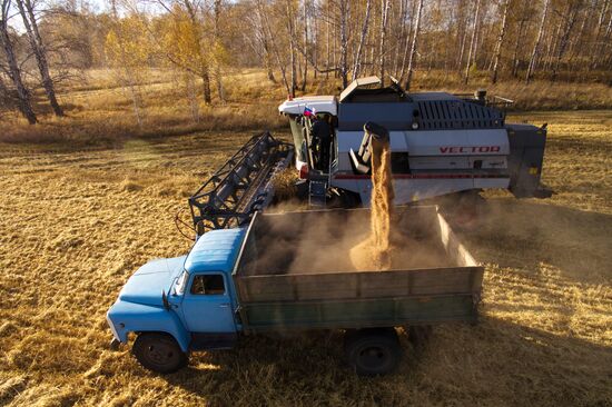 Уборка зерновых в Новосибирской области
