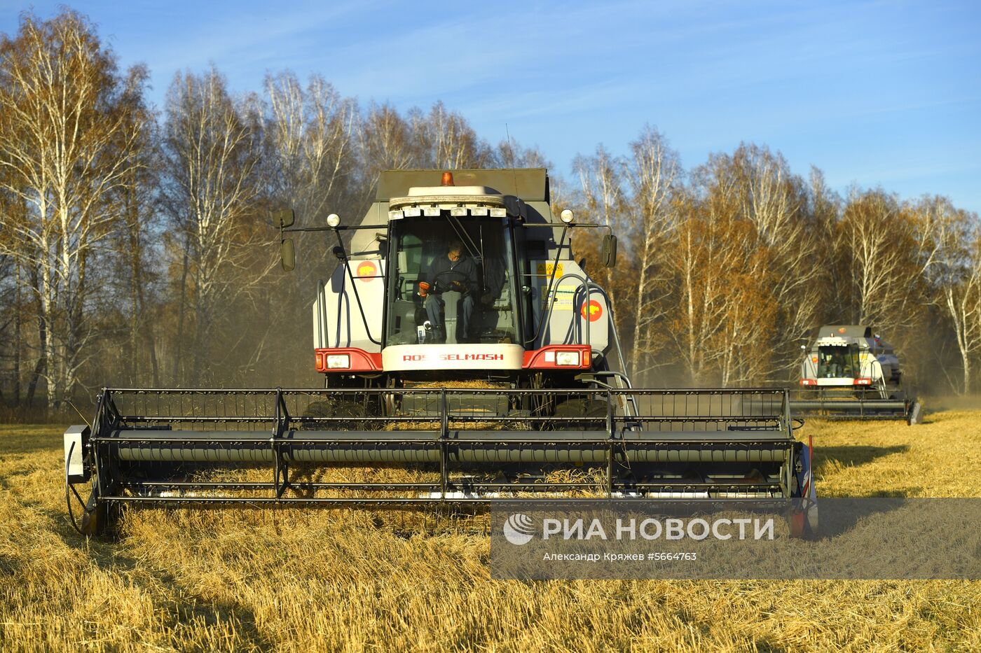 Уборка зерновых в Новосибирской области
