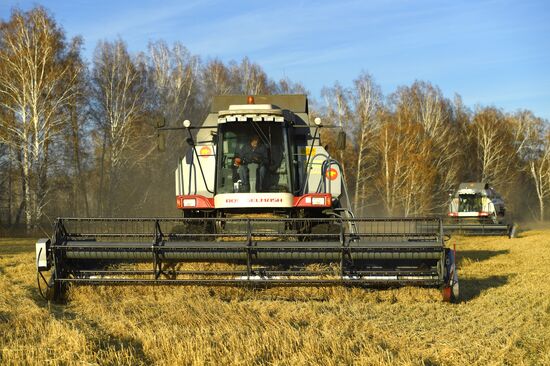 Уборка зерновых в Новосибирской области