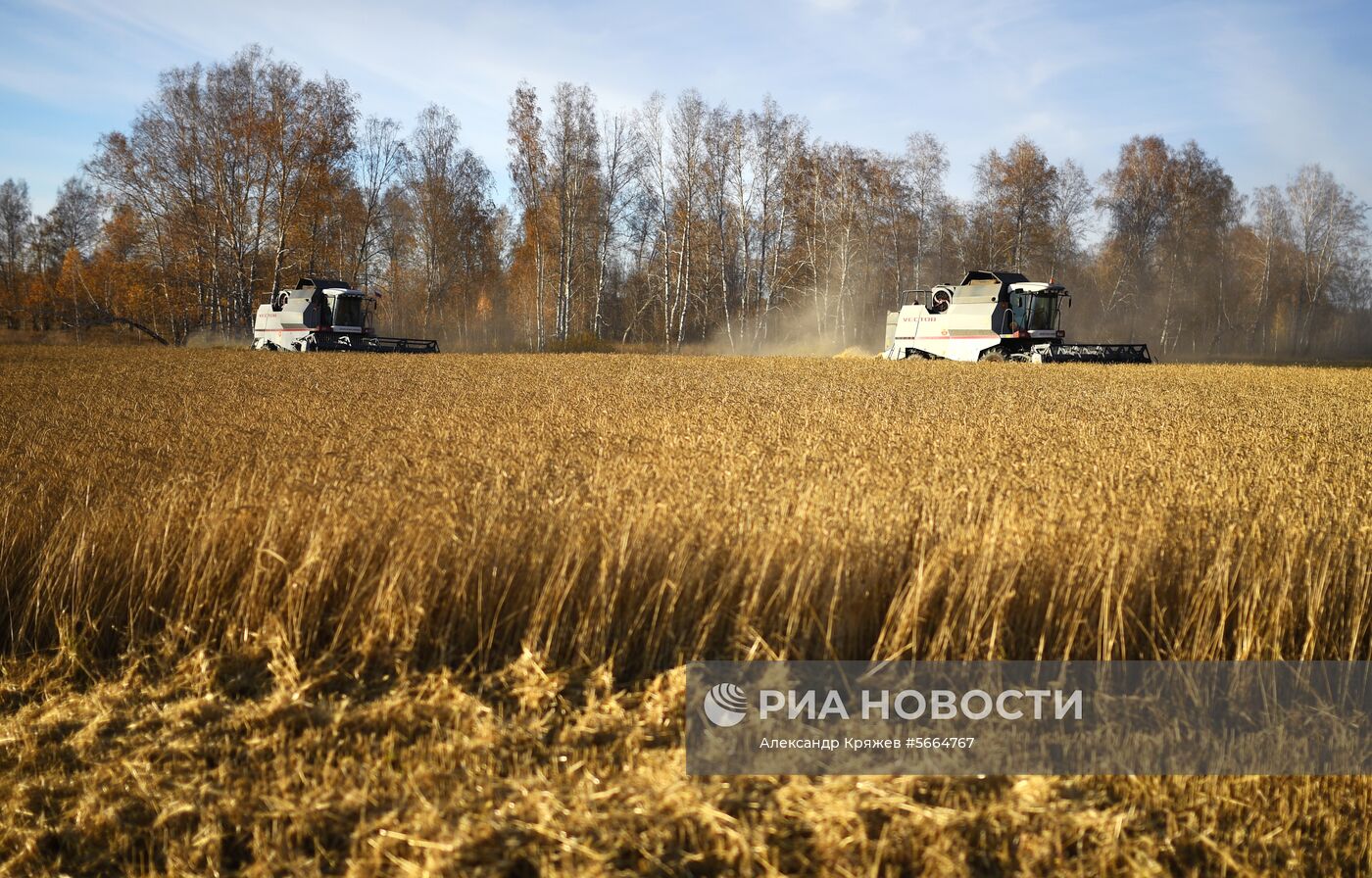 Уборка зерновых в Новосибирской области
