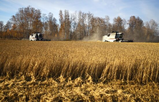 Уборка зерновых в Новосибирской области