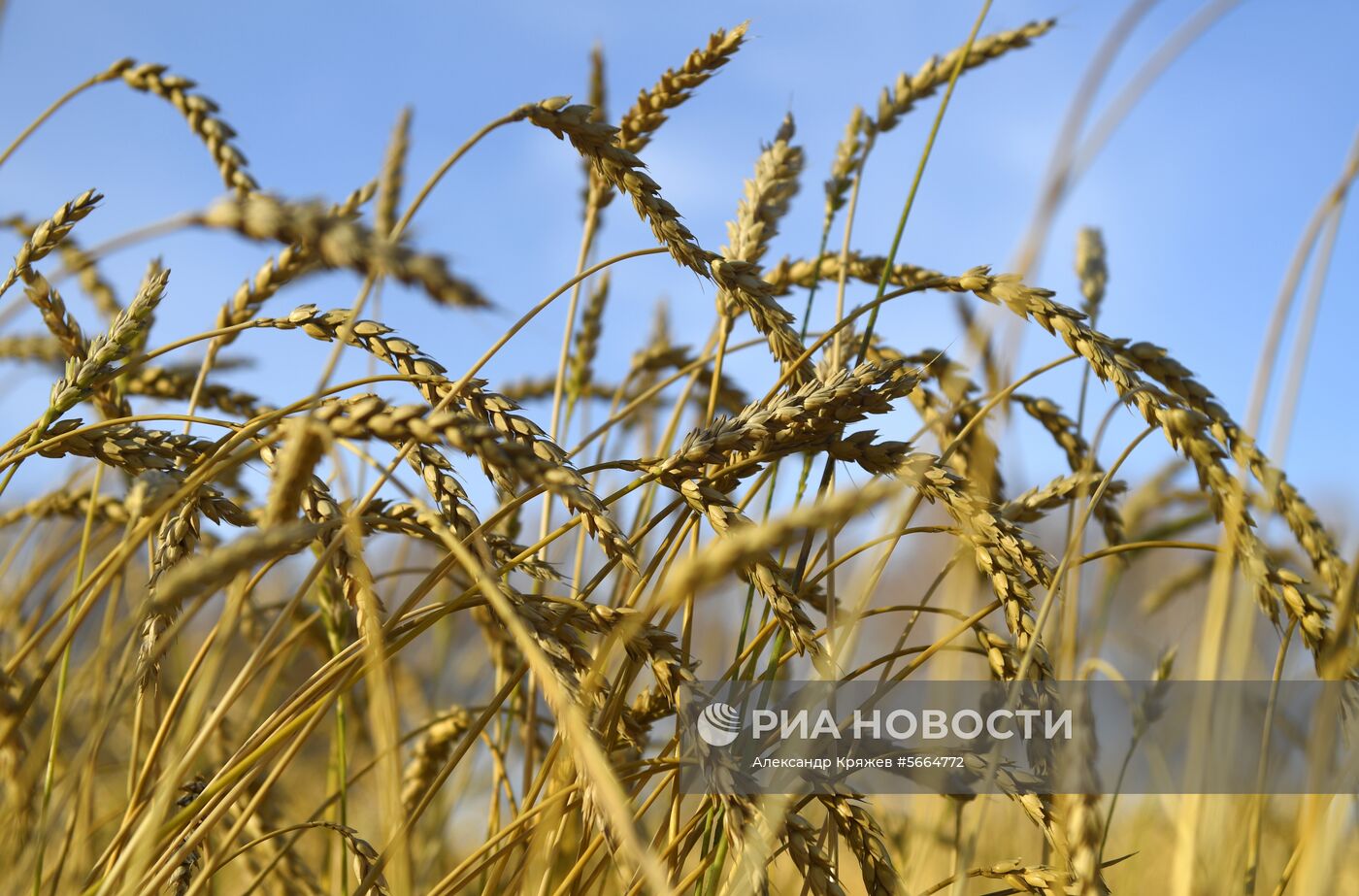Уборка зерновых в Новосибирской области