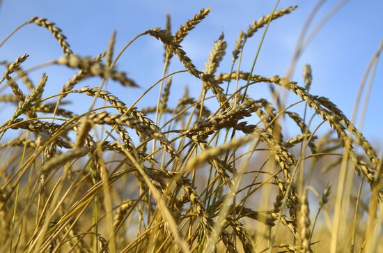 Уборка зерновых в Новосибирской области