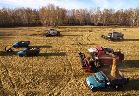 Уборка зерновых в Новосибирской области