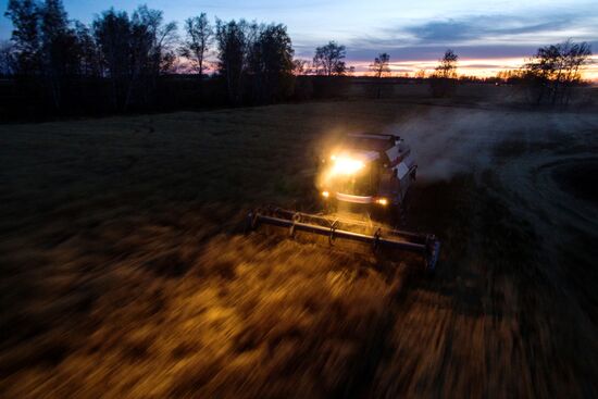 Уборка зерновых в Новосибирской области